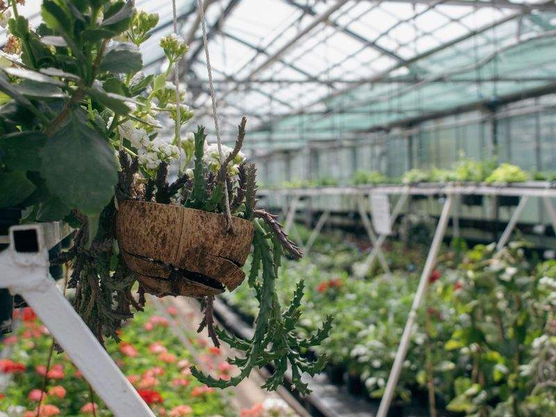 冬から早春へ、花壇の見直しで気分も明るく